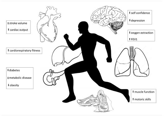 Physical Activity and Cardiovascular Risk Factors in Young People Under Study